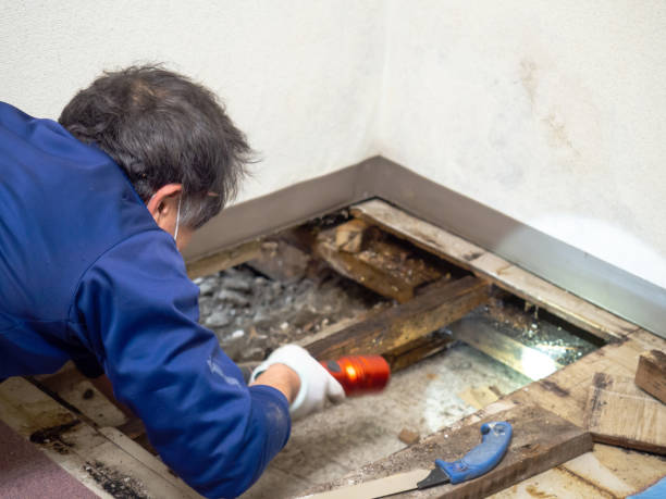 Best Mold Damage Repair  in Big Bear Lake, CA