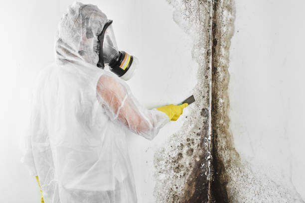 Best Crawl Space Mold Removal  in Big Bear Lake, CA