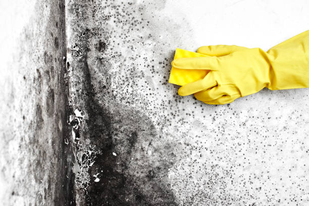 Best Commercial Mold Removal  in Big Bear Lake, CA