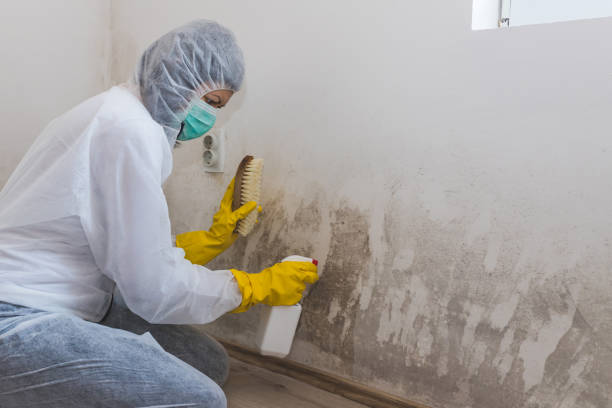 Best Black Mold Removal  in Big Bear Lake, CA