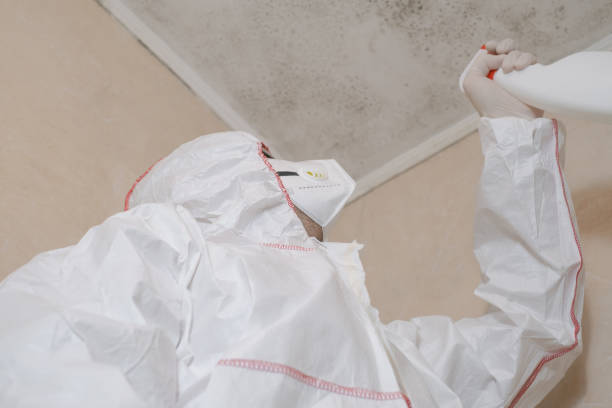 Best Mold Remediation  in Big Bear Lake, CA