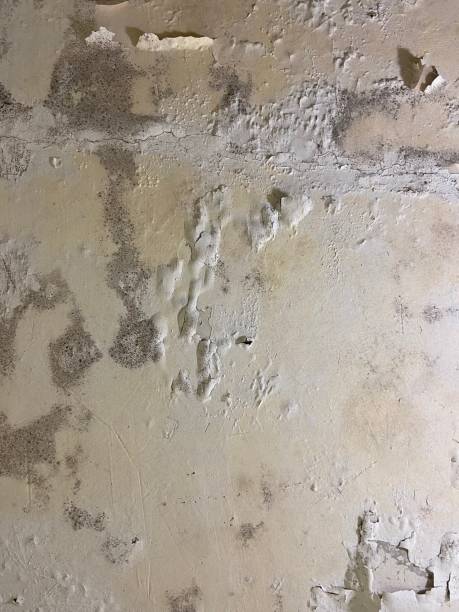  Big Bear Lake, CA Mold Removal Pros