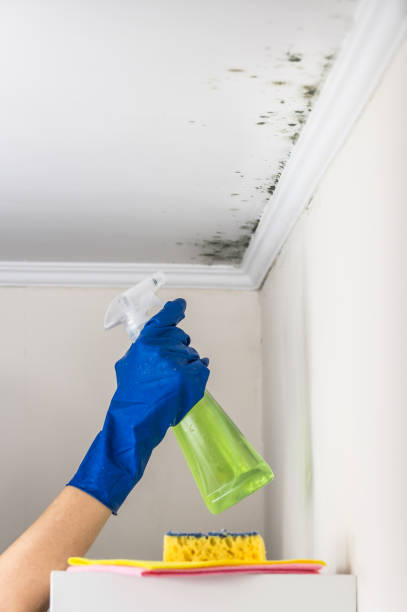Best Certified Mold Removal  in Big Bear Lake, CA